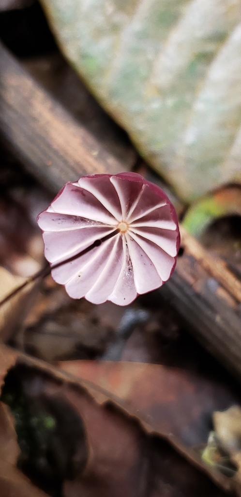Marasmius haematocephalus · February 2020 · photo: © georgemushkal (iNaturalist, cc-by)