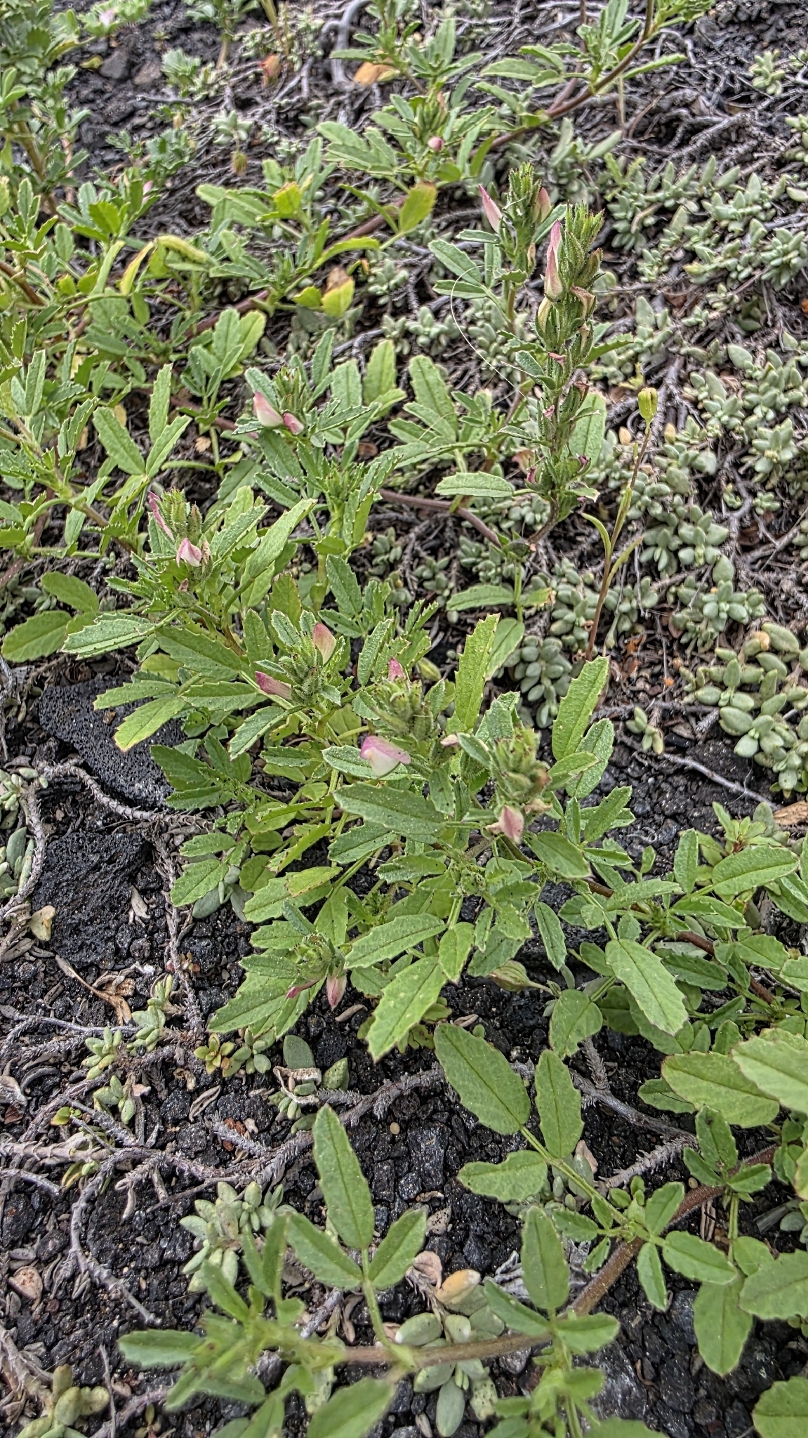 Pegamoscas