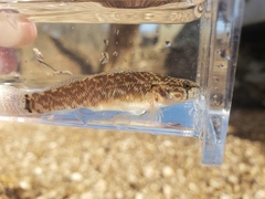 Etheostoma crossopterum