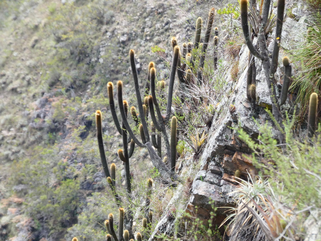Weberbauerocereus albus; photograph (c) Jean Capcha Ramos, some rights reserved (CC BY)