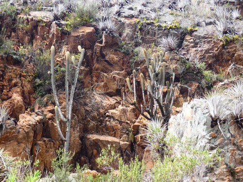 Weberbauerocereus albus