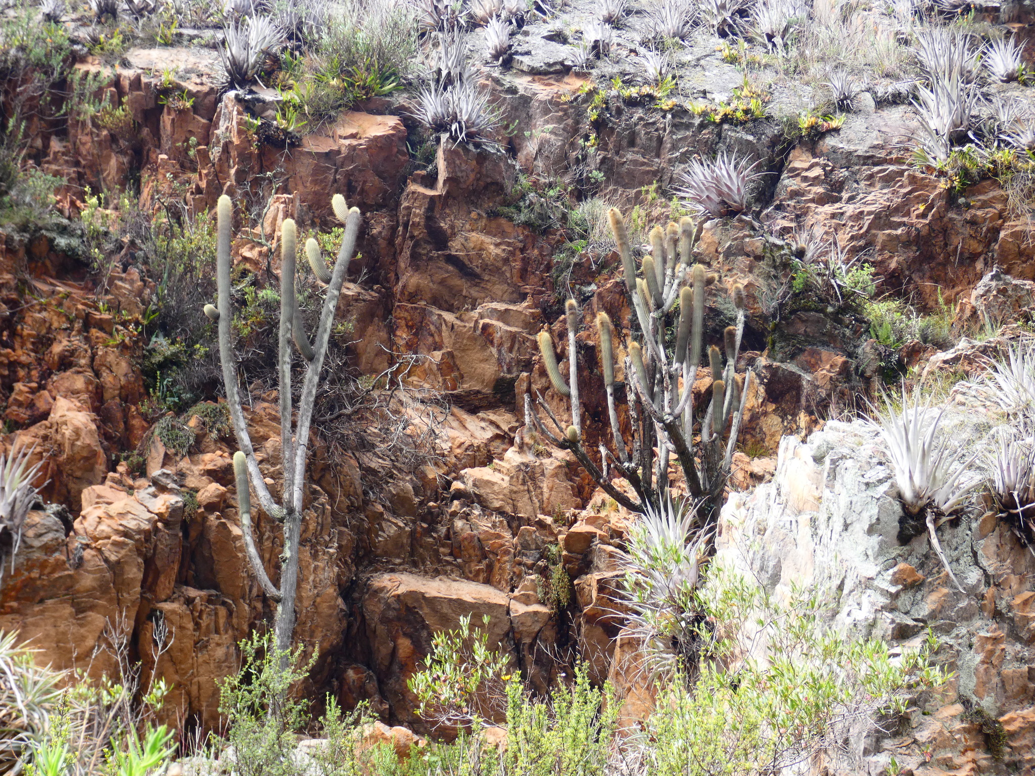 Weberbauerocereus albus