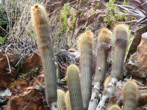 Weberbauerocereus albus, photograph 2