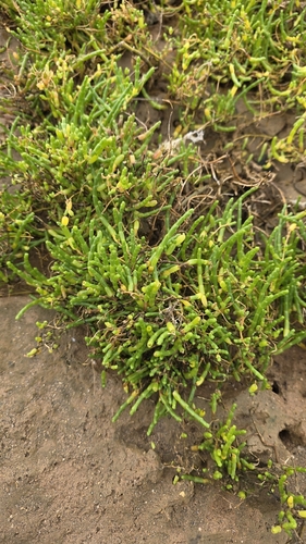 Perennial Glasswort (Salicornia perennis)