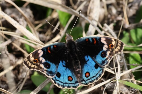 Junonia orithya