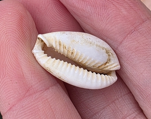 Naria spurca verdensium