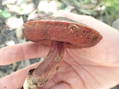 Boletus barragensis