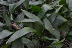 Aspidistra elatior