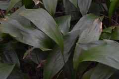 Aspidistra elatior