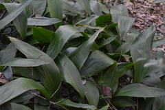Aspidistra elatior