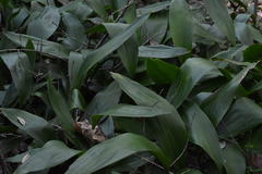Aspidistra elatior