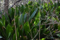 Aspidistra elatior