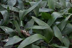 Aspidistra elatior