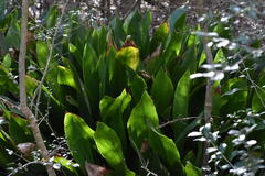 Aspidistra elatior
