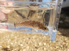 Etheostoma crossopterum