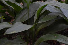 Aspidistra elatior
