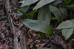 Aspidistra elatior