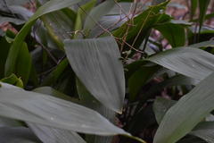 Aspidistra elatior