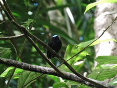 Lepidothrix velutina