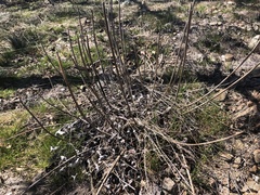 Eriogonum compositum