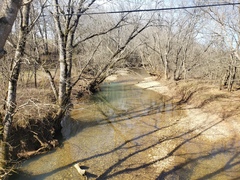 Etheostoma crossopterum