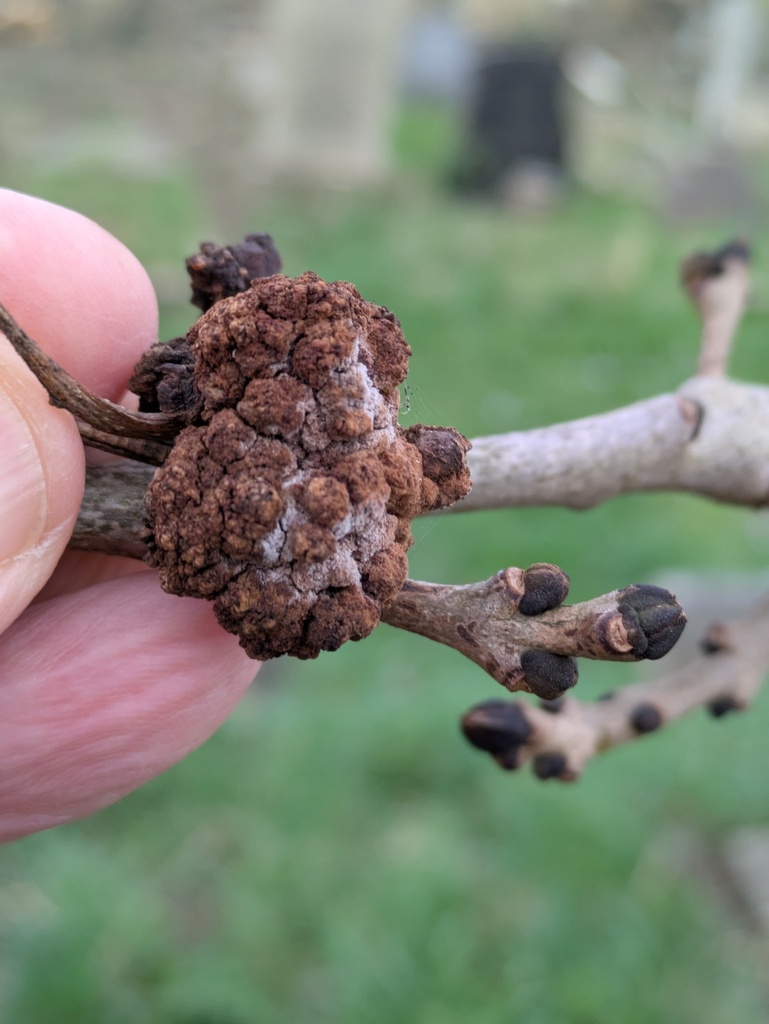 Ash Key Gall Mite from York, UK on February 28, 2026 at 04:03 PM by ...