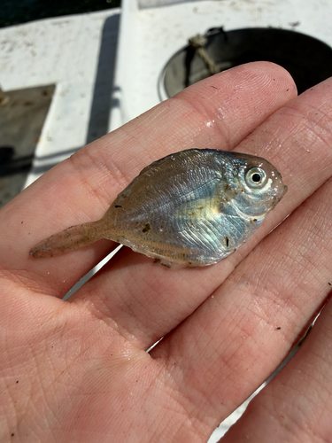 Butterfish (Peprilus burti) — Stromateidae — 5