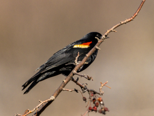 Red-winged Blackbird