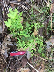 Adiantum jordanii image