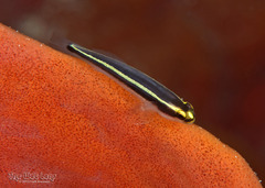 Spotlight Goby photo 3