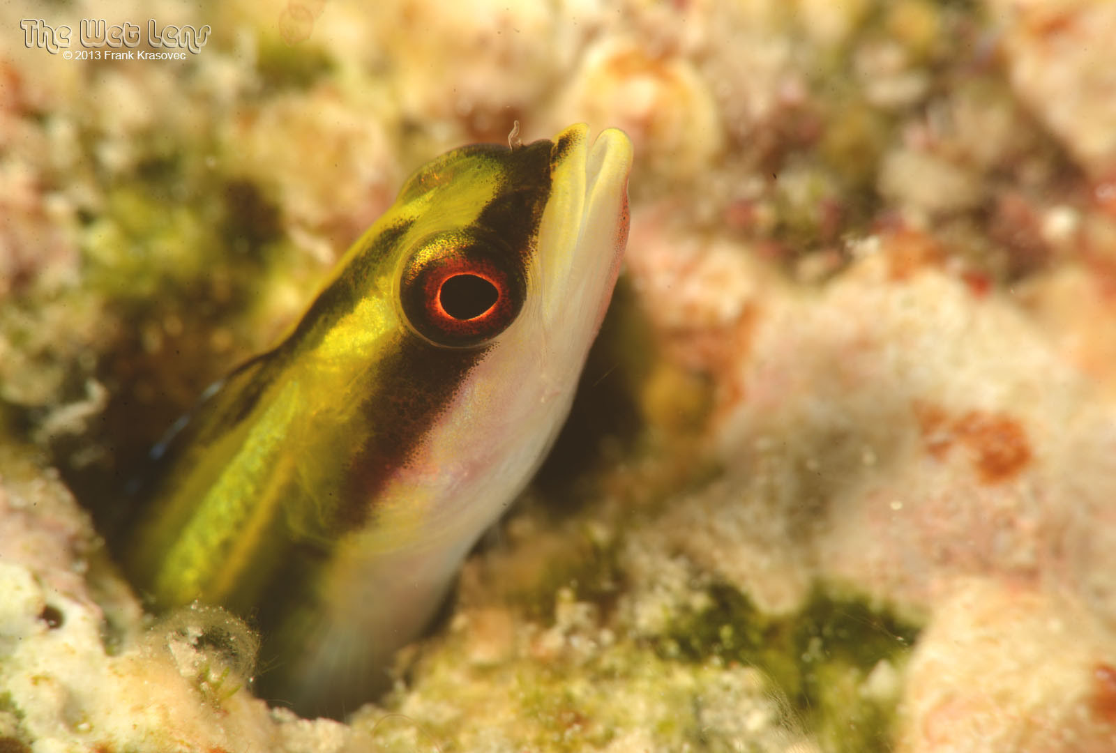 Wrasse Blenny photo 3