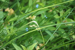 Carex scoparia image