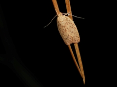Garrha repandula