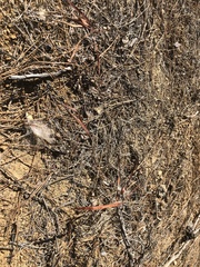 Asclepias fascicularis