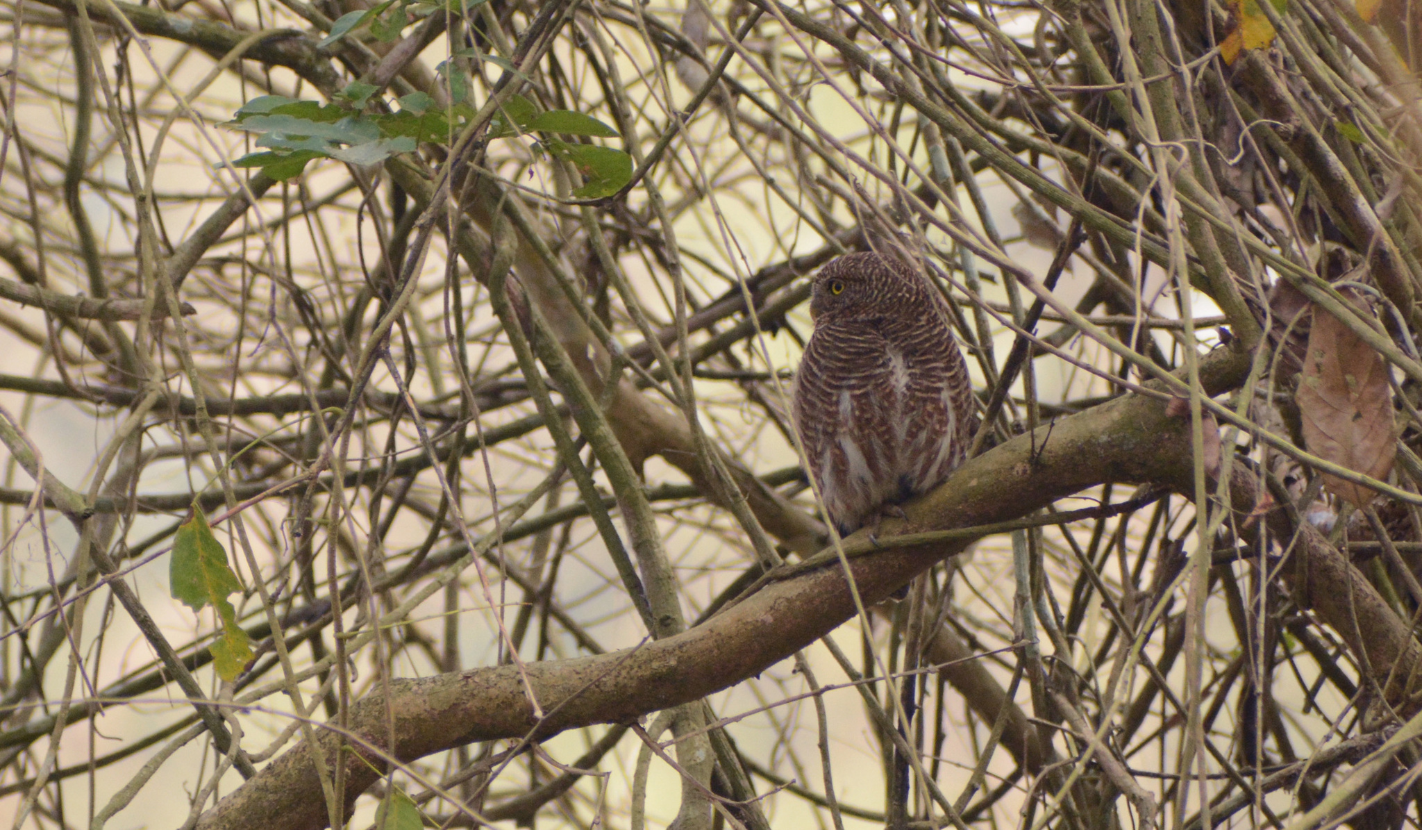 Asian Barred Owlet (Glaucidium cuculoides), photo 10