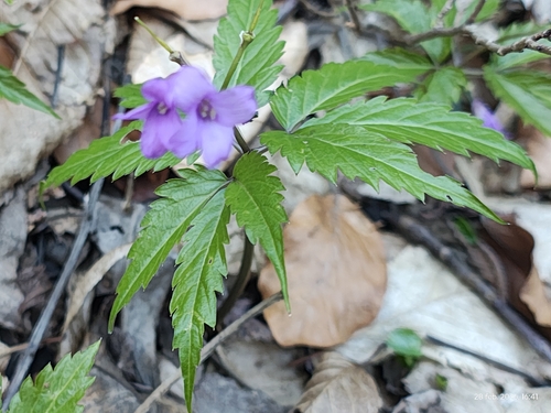 Cardamine glanduligera