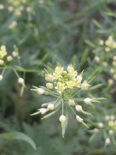 iNaturalist observation photo of Western Tansymustard