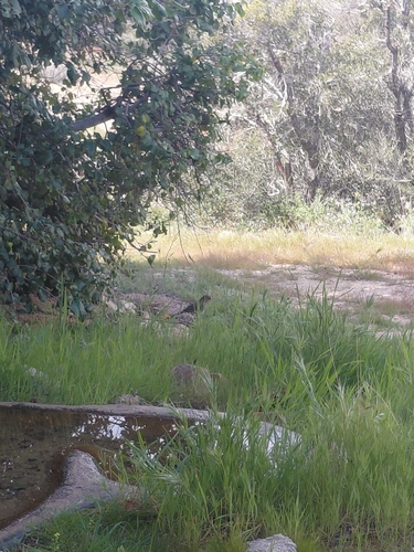 iNaturalist observation photo of California Towhee