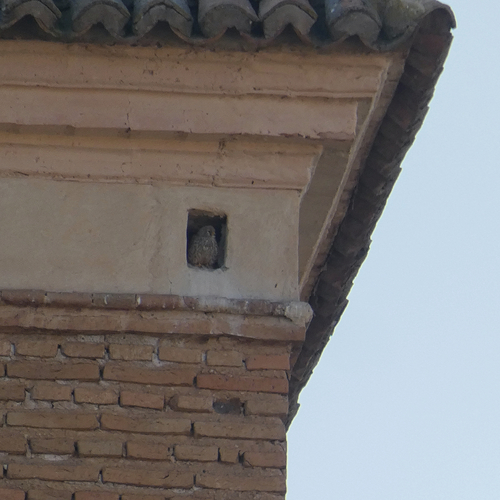 Avistamiento Cernícalo primilla (Vega de Granada)