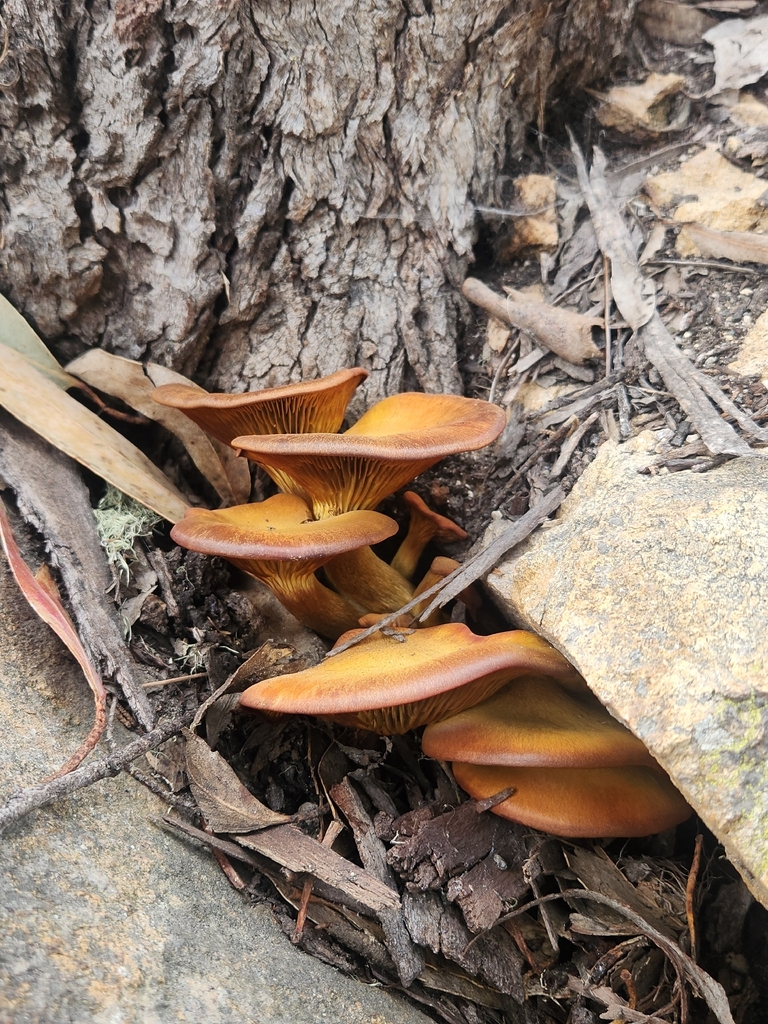 Omphalotus olivascens · January 2026 · photo: © dougoverman (iNaturalist, cc0)