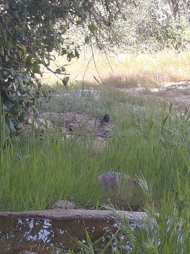 iNaturalist observation photo of Dark-eyed Junco