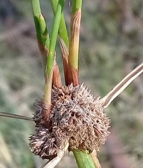 Cyperus gymnocaulos
