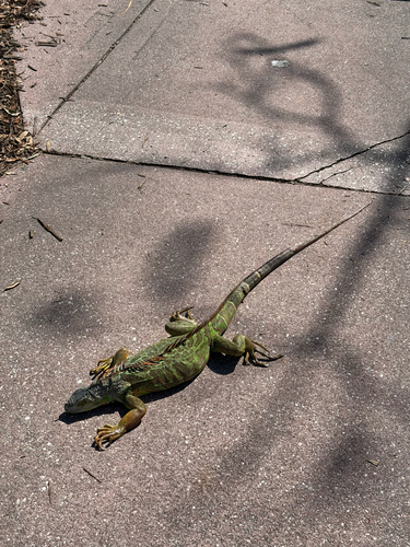Green Iguana