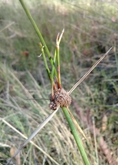 Cyperus gymnocaulos