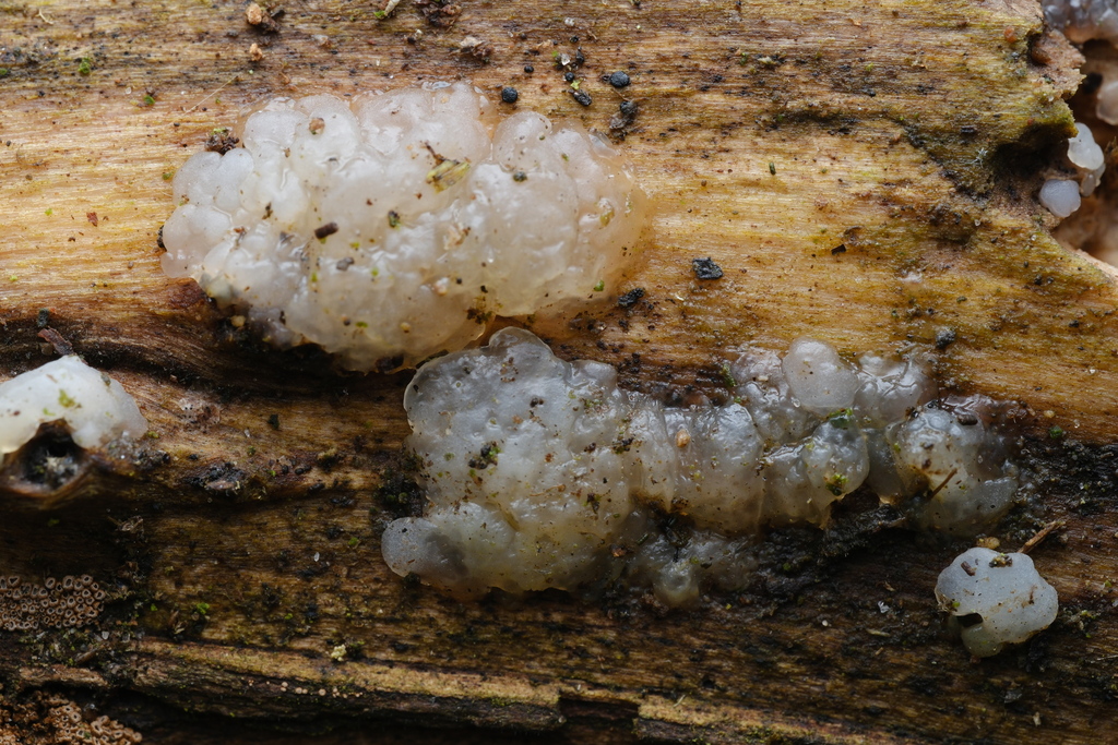 Myxarium nucleatum · February 2026 · photo: © alexis_orion (iNaturalist, cc-by)