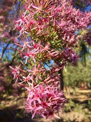 Calytrix exstipulata