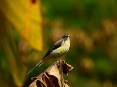Motacilla cinerea