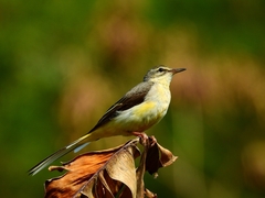 Motacilla cinerea