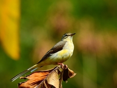 Motacilla cinerea
