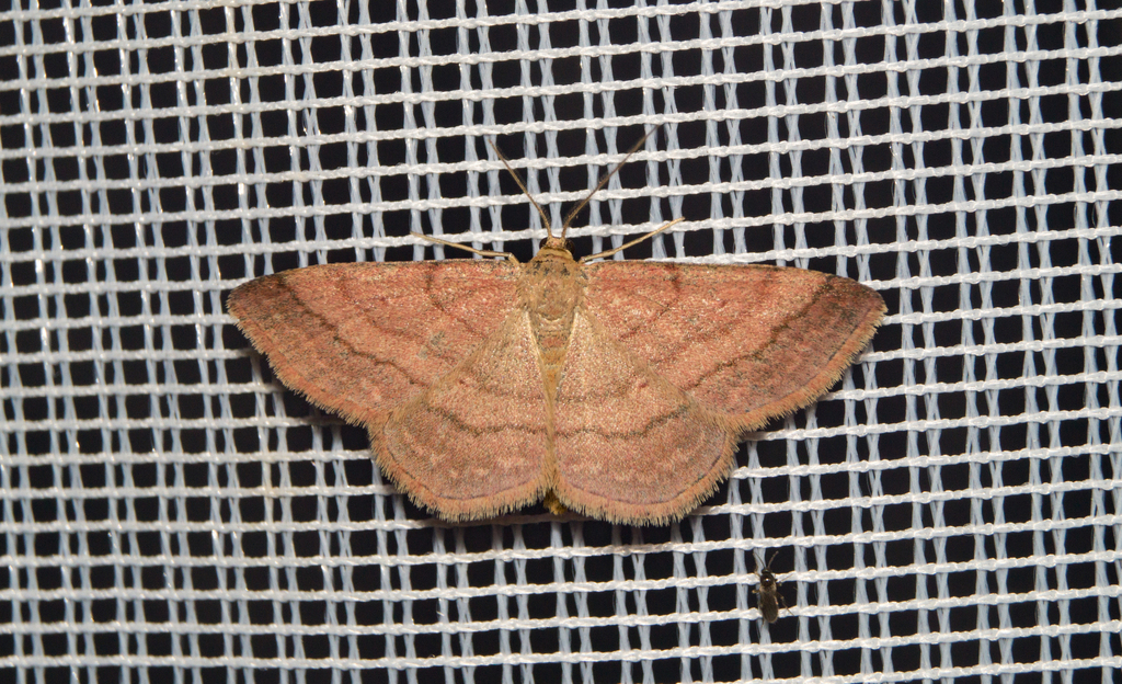 Tawny Wave